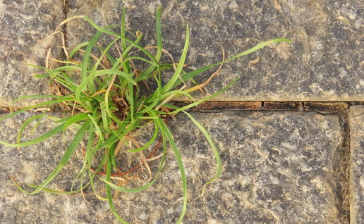 weeds