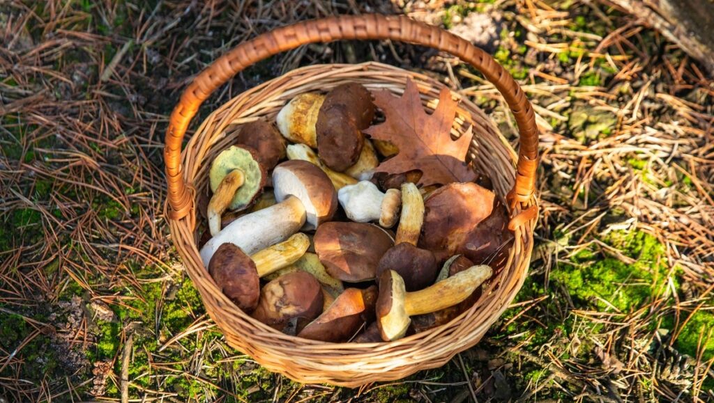 Microscopes at the ready as Monda invites you to hunt wild mushrooms this autumn