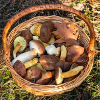 wil mushrooms