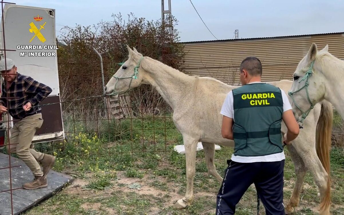Five horses dead: Nearly 50 animals found at Malaga Province finca in poor ...