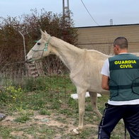 Over 50 horses found in poor condition in Alora.