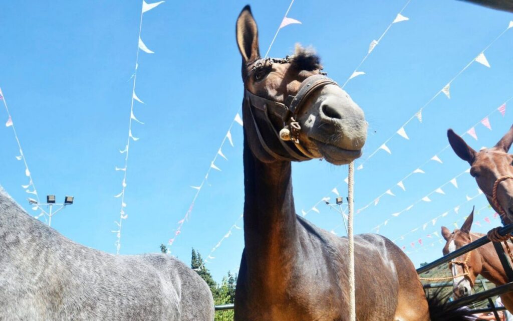 Arenas shows off 150 mules and donkeys at traditional October fair