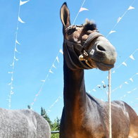 Mule day in Arenas.