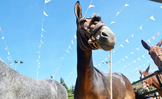 Mule day in Arenas.