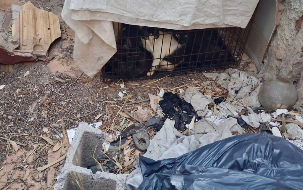 Animal cruelty shock: 61 dogs and cats rescued in Malaga province town
