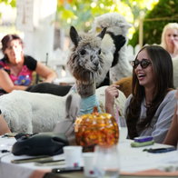 Alpaca and coffee.