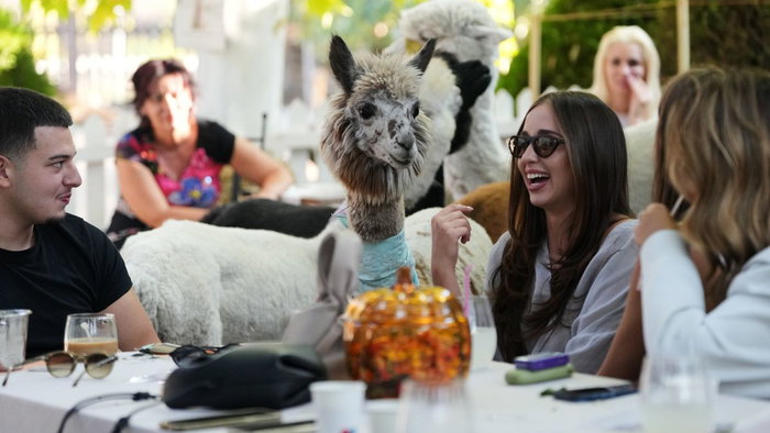 Alpaca and coffee.
