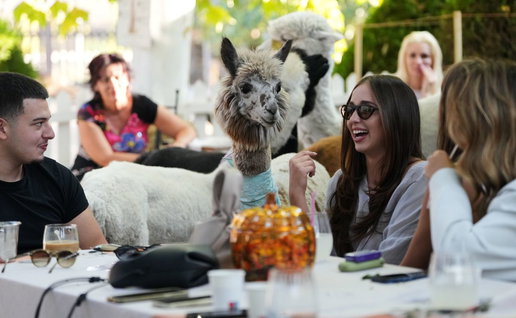 Alpaca and coffee.