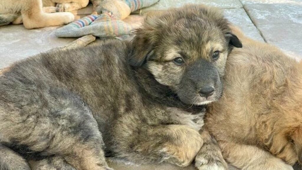 Win a €1,250 San Pedro villa stay while helping Estepona’s rescue dogs, the ADANA raffle is here