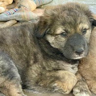 Adana dog shelter rescue dogs