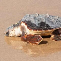 Seven baby turtles return to Benidorm beach after year in care
