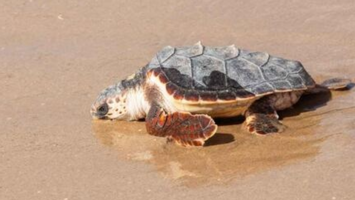 Seven baby turtles return to Benidorm beach after year in care