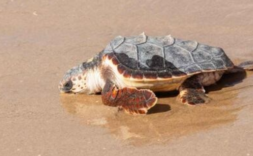 Seven baby turtles return to Benidorm beach after year in care