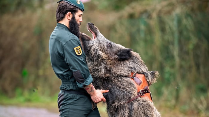 Man in green uniform and beret nuzzling a large wild boar wearing a leather harness.
