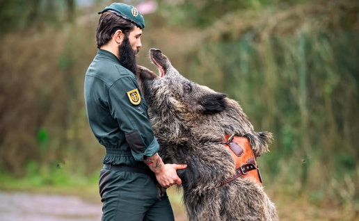 Man in green uniform and beret nuzzling a large wild boar wearing a leather harness.