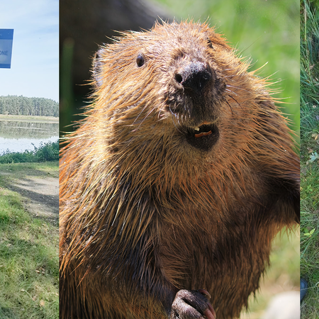 A three-panel image: on the left, a blue warning sign reading ‘Uwaga! Szkody wyrządzone przez bobry’ on a wooden post beside a lake, with wood shavings around its base; in the middle, a close-up of a wet brown beaver showing its front teeth; on the right, the same sign lying in the grass, its post chewed to a point next to a pile of wood shavings.