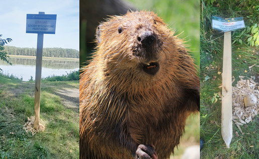 A three-panel image: on the left, a blue warning sign reading ‘Uwaga! Szkody wyrządzone przez bobry’ on a wooden post beside a lake, with wood shavings around its base; in the middle, a close-up of a wet brown beaver showing its front teeth; on the right, the same sign lying in the grass, its post chewed to a point next to a pile of wood shavings.