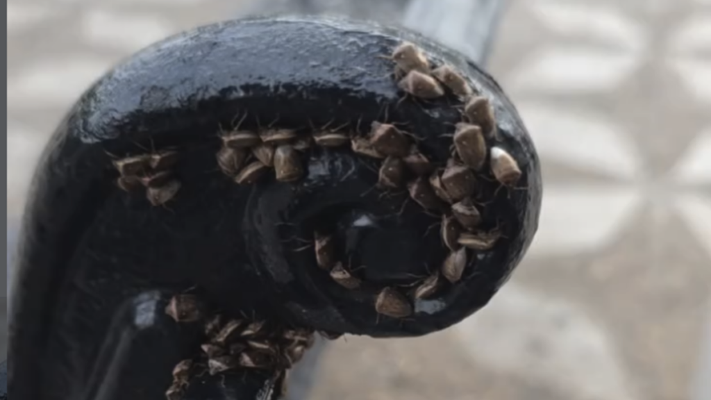 Mystery bugs are swarming Seville’s parks and terraces, what we know about them so far