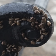 Bed bugs seville