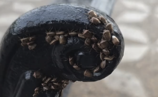 Bed bugs seville