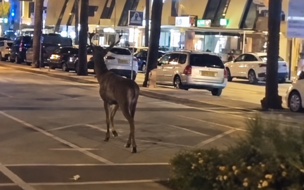Deer wanders Puerto Banus streets, metres from luxury yachts