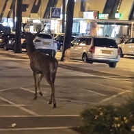 Deer wanders streets of Puerto Banus.