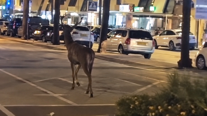 Deer wanders streets of Puerto Banus.