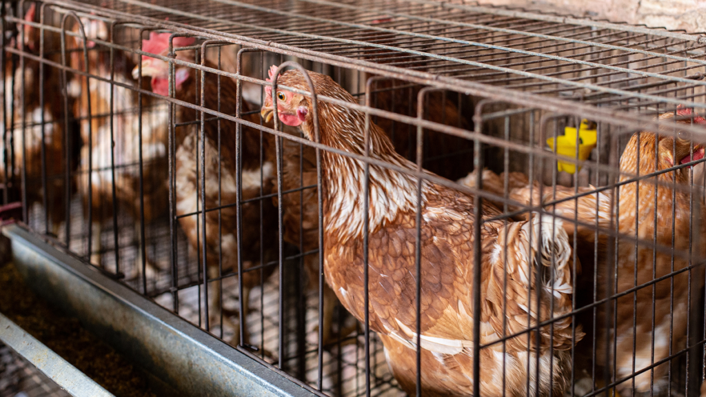 ‘Farm of horrors’: Rotting hens and cockroaches filmed at Mallorca egg farm