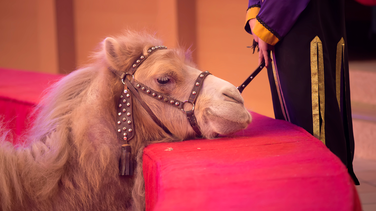 Spain banned circus lions and tigers, but other animals are still ...
