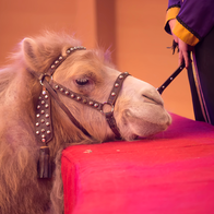 A camel in a studded leather halter rests its chin on the red barrier of a circus ring while a handler in a purple and gold costume holds a short stick near its muzzle.
