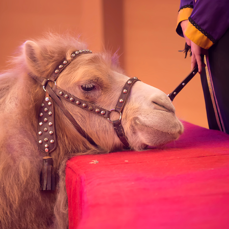 A camel in a studded leather halter rests its chin on the red barrier of a circus ring while a handler in a purple and gold costume holds a short stick near its muzzle.