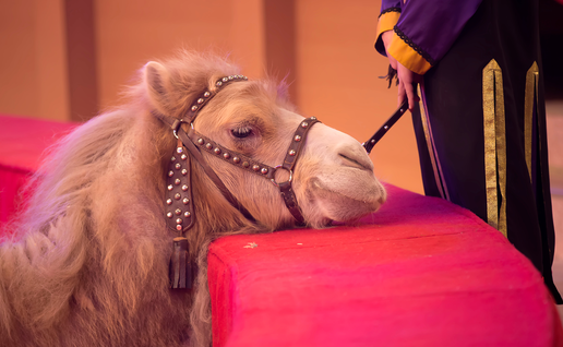 A camel in a studded leather halter rests its chin on the red barrier of a circus ring while a handler in a purple and gold costume holds a short stick near its muzzle.