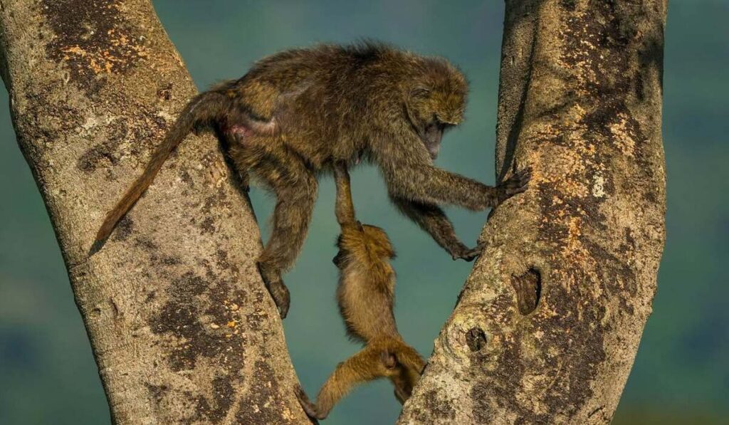 adult and infant monkey Comedy wildlife awards