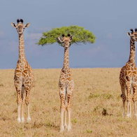 3 giraffes, one with a tree that looks like hair Comedy wildlife awards main