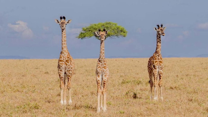 3 giraffes, one with a tree that looks like hair Comedy wildlife awards main