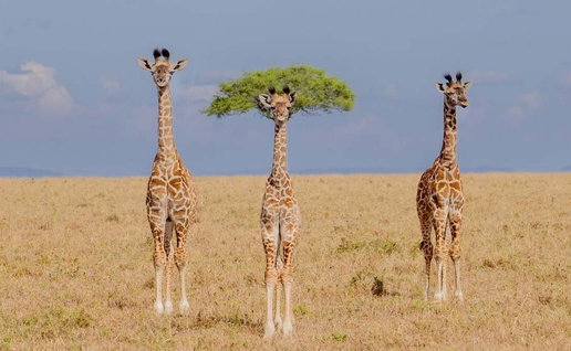 3 giraffes, one with a tree that looks like hair Comedy wildlife awards main