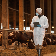 A person in a white coat, face mask and hair net walks through a cattle barn holding a tablet, with cows feeding at a rail beside them.