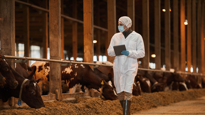 A person in a white coat, face mask and hair net walks through a cattle barn holding a tablet, with cows feeding at a rail beside them.