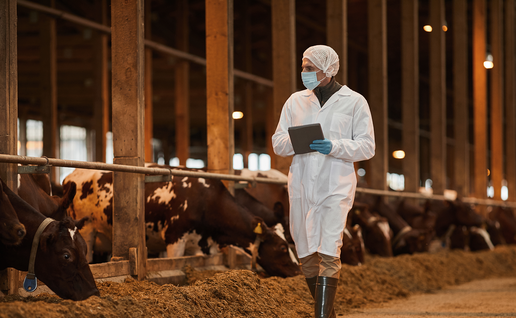 A person in a white coat, face mask and hair net walks through a cattle barn holding a tablet, with cows feeding at a rail beside them.