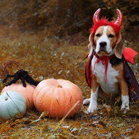 Dog dressed at Halloween
