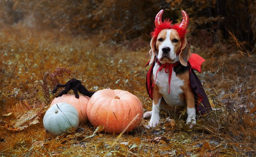 Dog dressed at Halloween