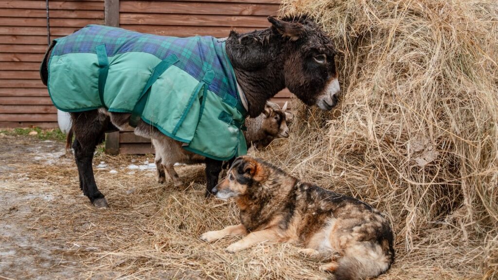 Art, donkeys, dogs and dancing, a Saturday in La Mairena that gives rescued animals a helping hand