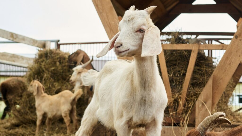 Ever thought of spending a morning as a goatherd? A farm in Casares lets you milk, make cheese and take it home