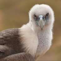 Griffin Vulture