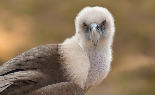 Griffin Vulture