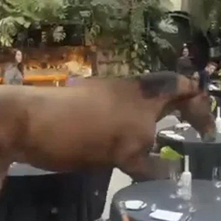 Horse in restaurant belgium