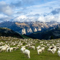 Italian sheep in field
