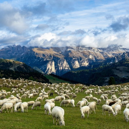 Italian sheep in field