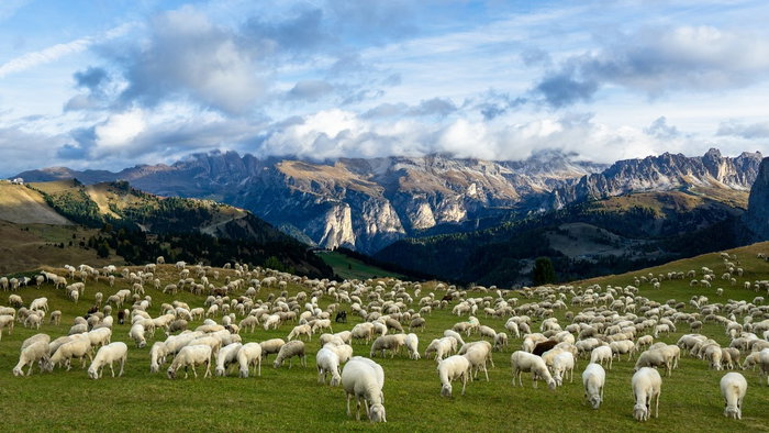Italian sheep in field