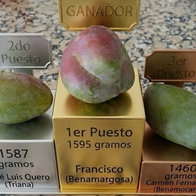 Mango contest Axarquia